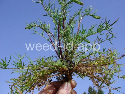 pepperweed, clasping